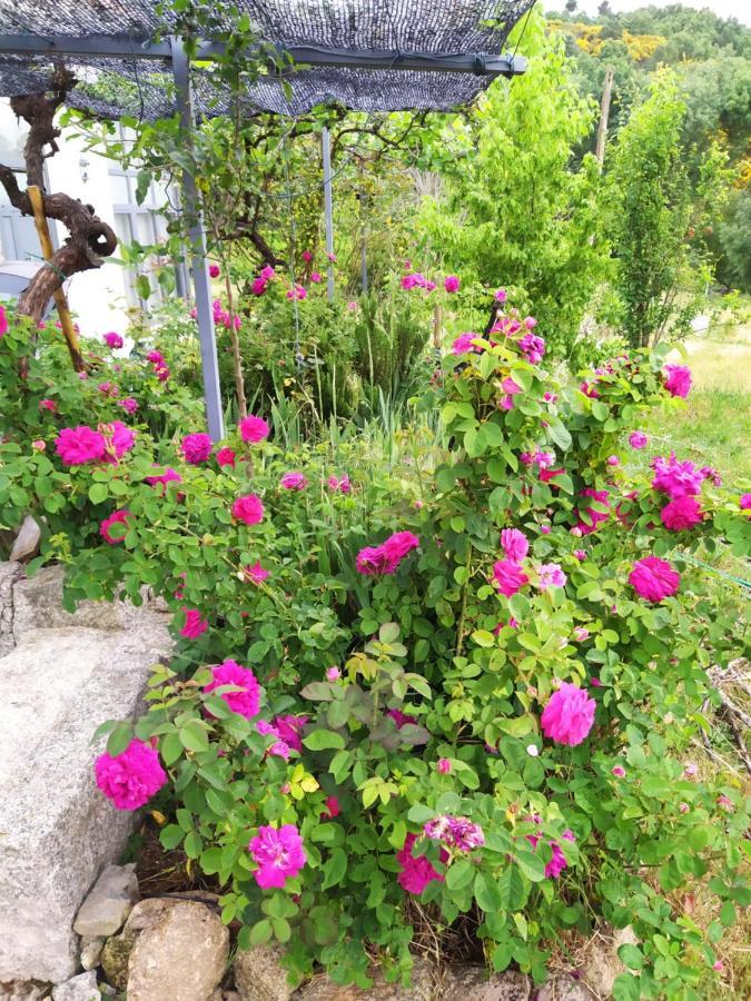 Turismo Rural Macieira Brava กัวร์ดา ภายนอก รูปภาพ